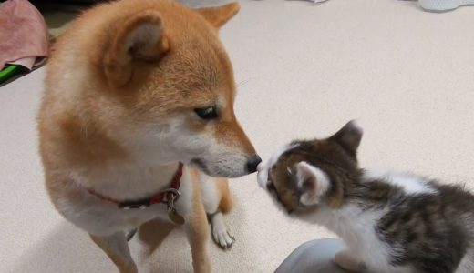 犬が苦手な子猫を柴犬に任せました。