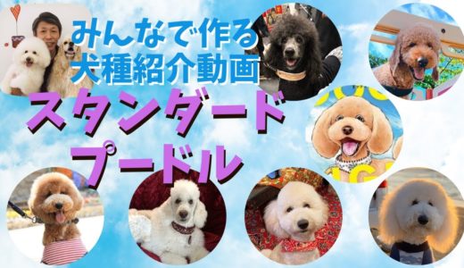 スタンダードプードルを飼ってみて分かった犬種の魅力【みんなで作る犬種紹介動画】