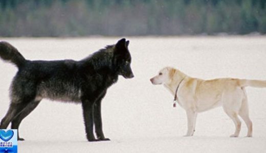 犬の散歩中に野生のオオカミに向かっていってしまいパニックになってしまった飼い主。ところがこの後信じられないことが起こった！【感動】