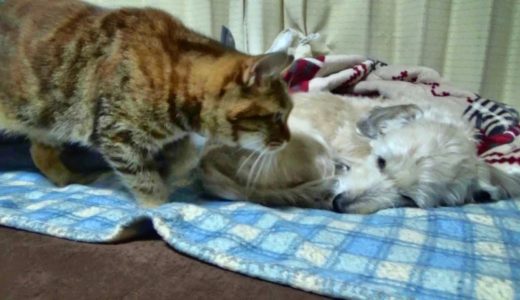 犬のりゅうと母さん猫