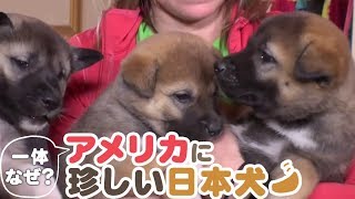 「どうぶつピース！！かわいい大図鑑」犬編（33）一体なぜ？ アメリカの原野で暮らす日本犬