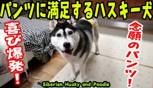 ついにパンツを履く時がきたハスキー犬が大喜び！Husky and Poodle