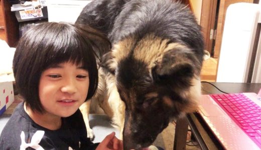 大型犬・シェパードマック・孫娘のPC練習お付き合い・ Life with dog