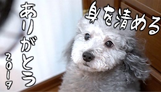 🐶犬を今年最後のお風呂に入れる。〜今年の振り返り〜【トイプードルのグリィ】