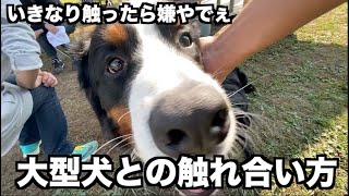 【必見】大型犬との触れ合い方。最初の〇〇が大事