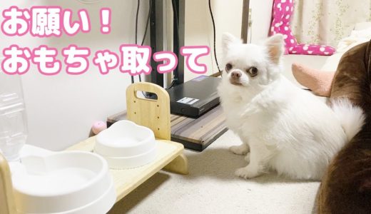 おもちゃが取れなくてパパにお願いする可愛い泥棒犬！チワワのコハク