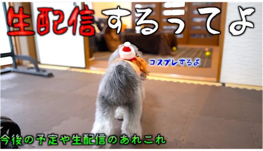 🐶聖夜はうちの犬と共にあらんことを。Xmas生配信のお知らせ。【トイプードルのグリィ】【犬】【dog】【toy poodle】