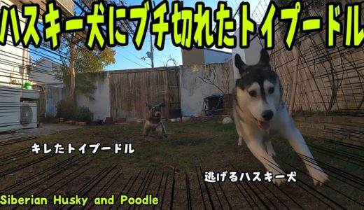 ハスキー犬にブチ切れたトイプードルが面白い Husky and Poodle