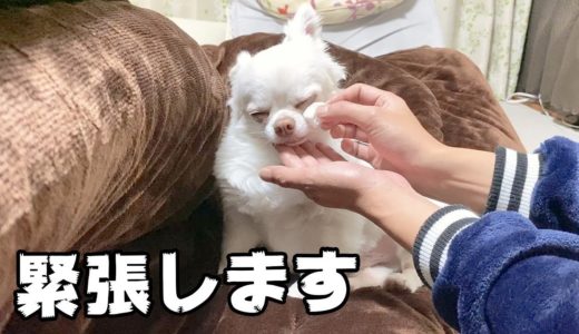 目を拭く時は緊張している犬！力が抜けるとうっかり...チワワのコハク