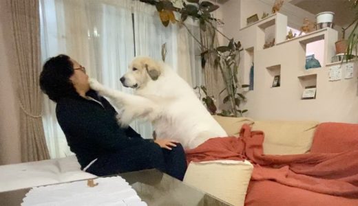 ちょっかいを出す格下に犬パンチをお見舞いしたアラン　Great Pyrenees　グレートピレニーズ