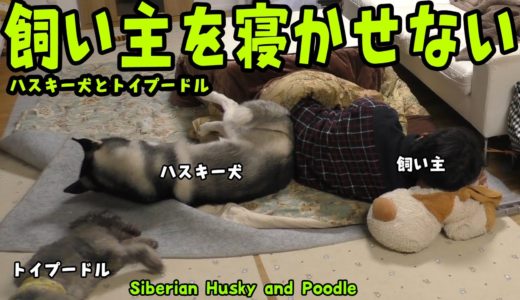 飼い主を寝かせないハスキー犬とトイプードルが面白い Husky and Poodle