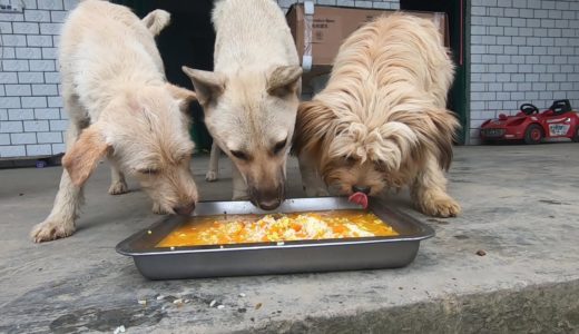 主人给田园犬做了一顿大餐，土鸡蛋加南瓜饭，盘底都差点被舔个底朝天