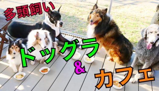 【襲われる‼︎】大型犬多頭飼いドッグランで大興奮！