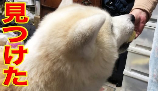 凄まじい執念！隠しても無駄・絶対に探し出す・秋田犬そうすけ君