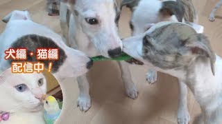 「どうぶつピース！！かわいい大図鑑」犬編（23）やんちゃ俊足犬が室内をグチャグチャに！ 他