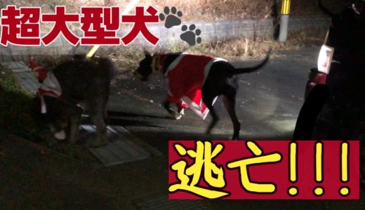 クリスマスの夜に超大型犬と家族が消えた‼︎【寝起きドッキリ】