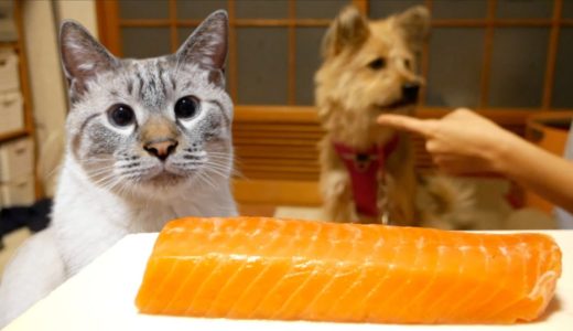 犬と猫に同時にサーモンをあげたら猫に悲劇が訪れました