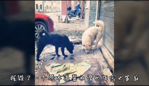 田园犬小白一家的悲惨故事，一家十口接连遭遇不测，心痛至极