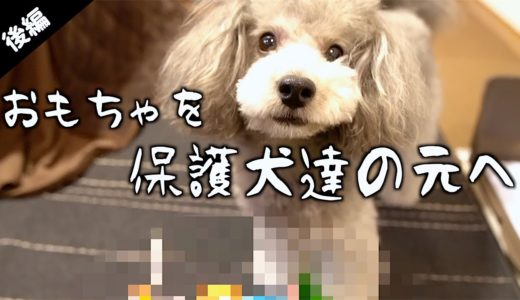 🐶犬のおもちゃを断捨離したら感動の別れになった。（後編）【トイプードルのグリィ】【犬】【dog】【toy poodle】