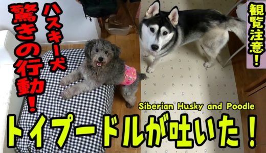 トイプードルが嘔吐！心配するハスキー犬に驚き Husky and Poodle