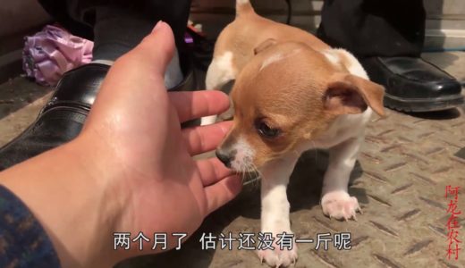 农村狗市最迷你的小宠物犬，两个月才1斤重，有喜欢的吗？