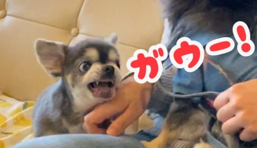 チワワとチワワの戦い【犬】