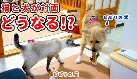 お互いビビリの猫と犬が５ヶ月ぶりに再会した結果…