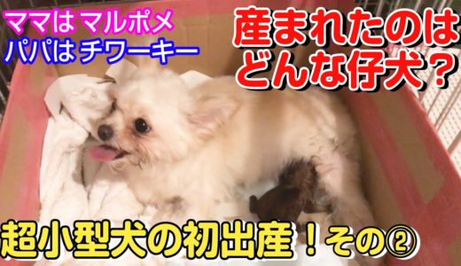 【ミックス犬】超小型犬の初出産②予想外の仔犬が産まれた…【どんな仔犬？】