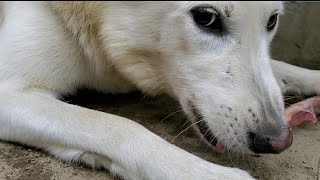 狼犬が骨をかじる音 #ASMR(唸り声入り)