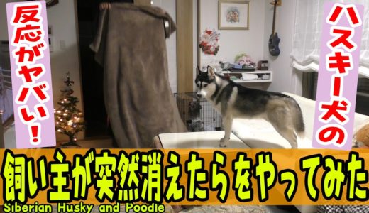 飼い主が突然消えたらハスキー犬とトイプードルの反応がヤバすぎた Husky and Poodle