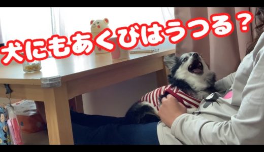 犬にもあくびってうつるの？