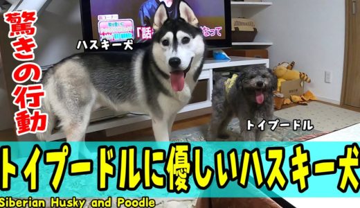 トイプードルに優しすぎるハスキー犬が可愛い Husky and Poodle