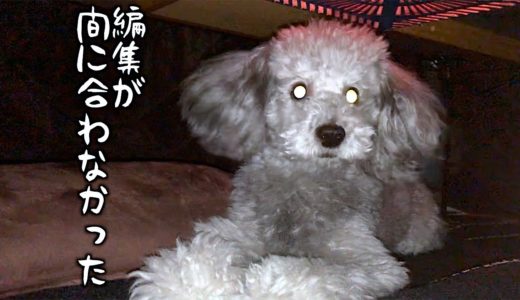 🐶閉まっちゃうおじさんと犬【トイプードルのグリィ】【犬】【dog】【toy poodle】