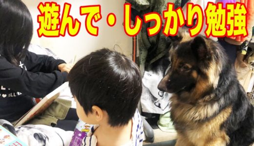 シェパード犬マック・しっかり遊んで・運動・勉強は苦手ですI like playing with the dog