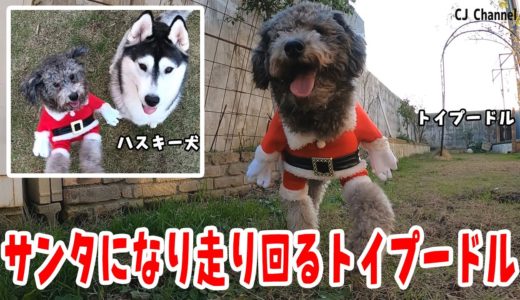 サンタさんになり走り回るトイプードルとハスキー犬 Husky and Poodle