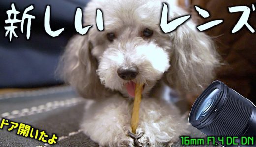 🐶犬が滑らないマットでドア開かない問題解決！Newレンズ購入。【トイプードルのグリィ】【犬】【dog】【toy poodle】