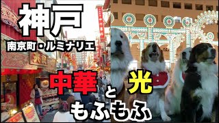 大型犬7頭で行く神戸ルミナリエと南京町