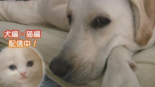 「どうぶつピース！！かわいい大図鑑」犬編（40）盲導犬を目指すワンちゃんの奮闘記