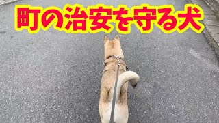 【ある犬の1日🐕】朝🌞起きてから寝るまで🌙2019年11月