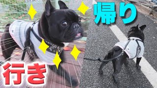 犬カフェに行く前と後のテンションの差が激しすぎるココ氏