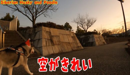 空が綺麗です。ハスキー犬とトイプードルのお散歩 Husky and Poodle