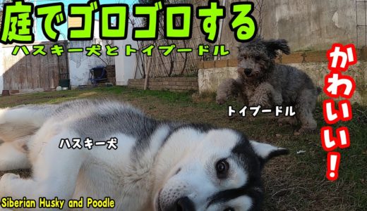 庭でゴロゴロして遊ぶハスキー犬とトイプードルが可愛い Husky and Poodle