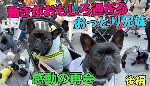 【奇跡】兄妹と感動の再会！おもしろ過ぎる兄妹犬【後編】