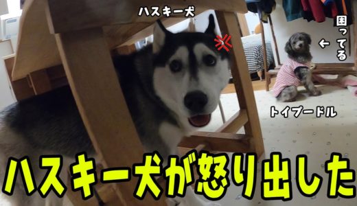 遊んでいたらハスキー犬が完全に怒ってしまった　困ったプードル Husky and Poodle