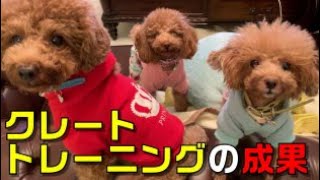 クレートが好き過ぎて、引きこもりになった犬【トイプードル】