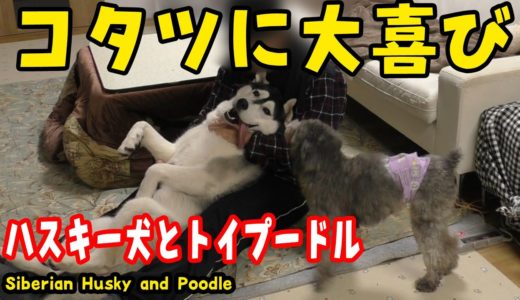 こたつが大好きなハスキー犬とトイプードルが可愛い Huksy and Poodle