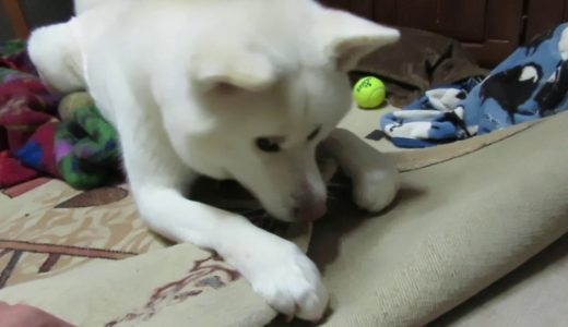 【秋田犬ゆうき】調子に乗っていたずらをしてたら恐怖のどん底に突き落とされる【akita dog】