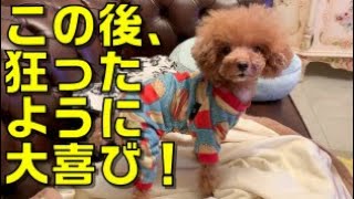 降ってくる犬と、とんでもなく大喜びする犬が可愛い過ぎる！【トイプードル】【ティーカッププードル】