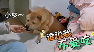 田园犬阿黄食欲不振，零食塞嘴里都不吃，主人一句话阿黄胃口大开!