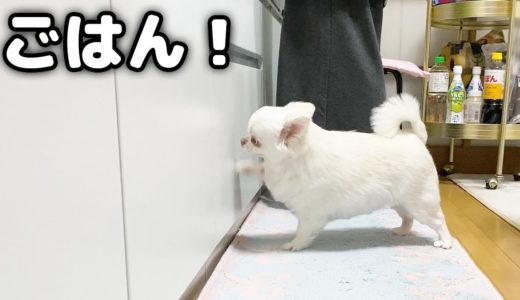 ごはんの時間になると自己主張が強い犬！チワワのコハク